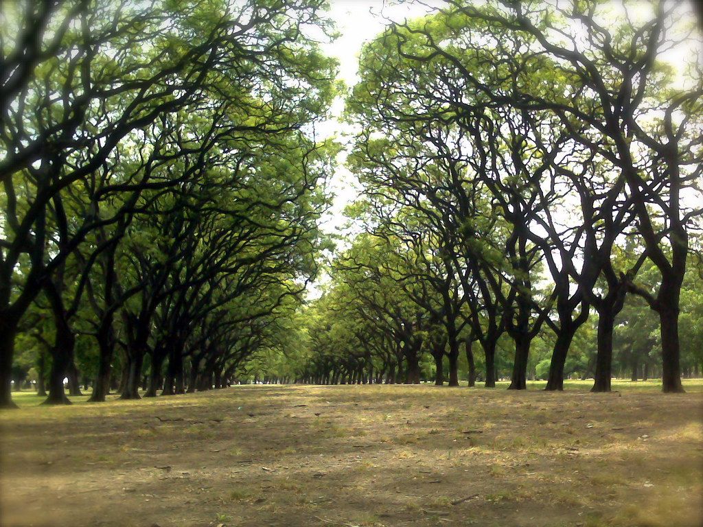 Carlos Thays, jardinero mayor de la arquitectura paisajista argentina - Bosques de Palermo Carlos Thays, jardinero mayor de la arquitectura paisajista argentina - Bosques de Palermo