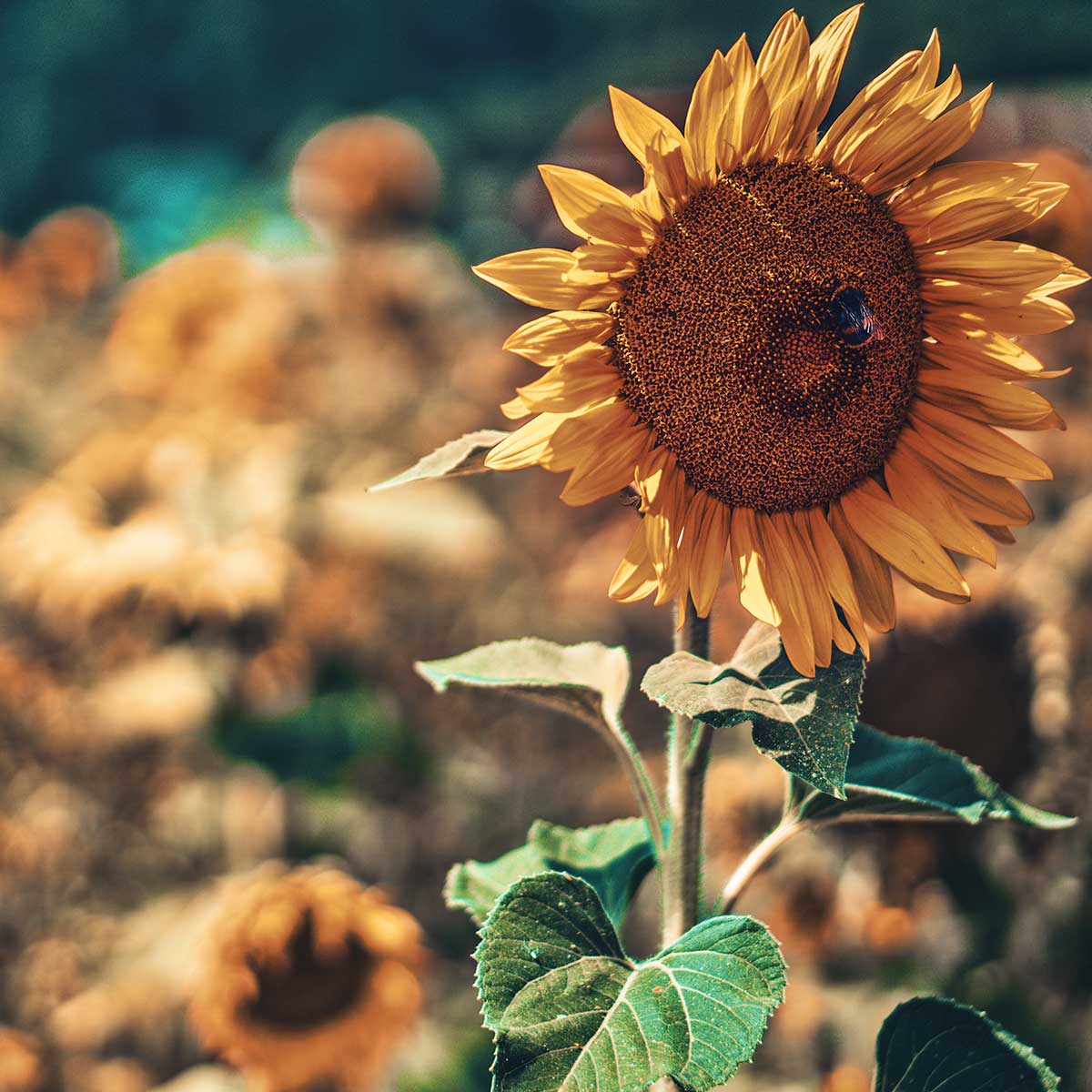 jardines sostenibles