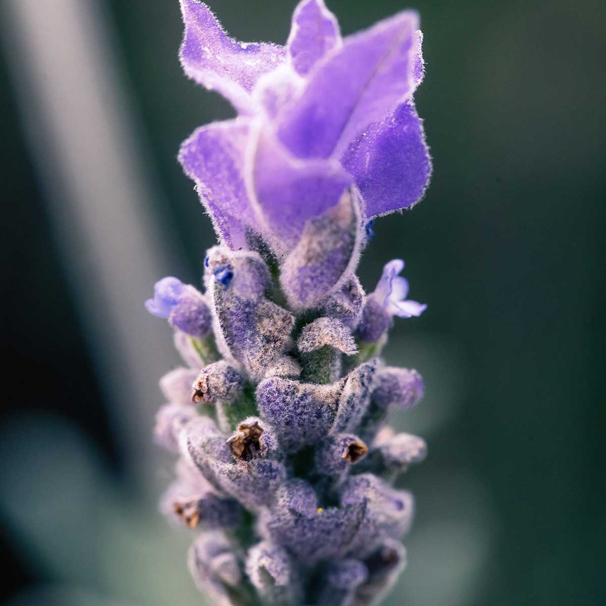 Las mejores plantas para xerojardin - Lavanda Las mejores plantas para xerojardines - Lavanda