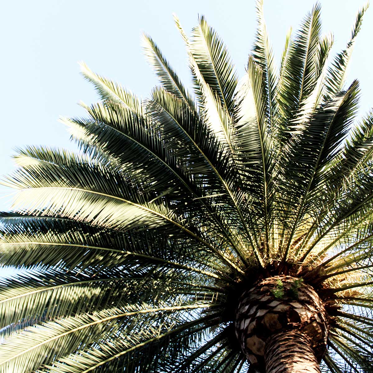 Las mejores plantas para xerojardines - Palmera canaria Las mejores plantas para xerojardines - Palmera canaria