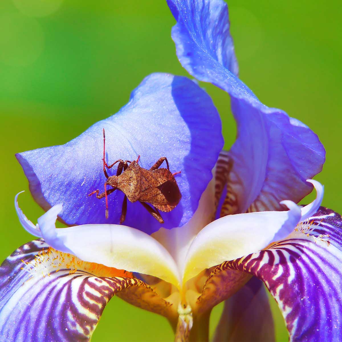 Flores nacionales de Europa (primera parte) Flores nacionales de Europa (primera parte)