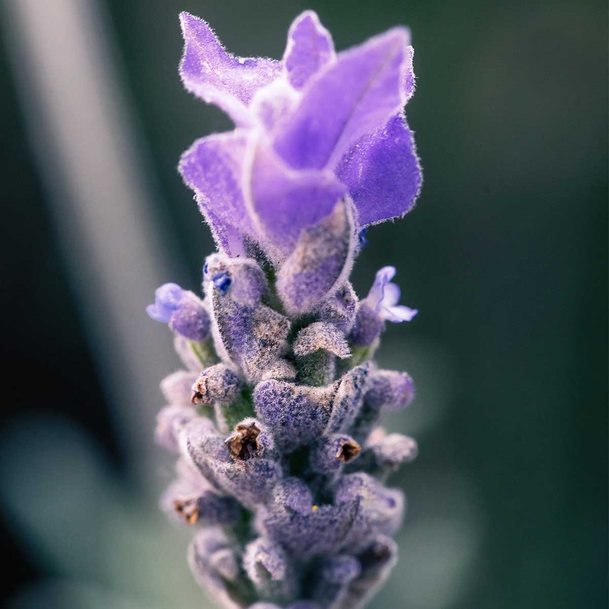 Flores nacionales de Europa (2da parte) - Lavanda Flores nacionales de Europa (Segunda parte) - Lavanda