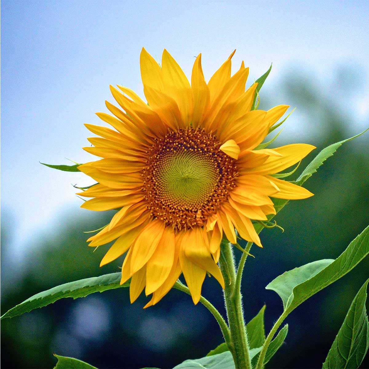 Flores nacionales de Europa (2da parte) - Girasol Flores nacionales de Europa (Segunda parte) - Girasol