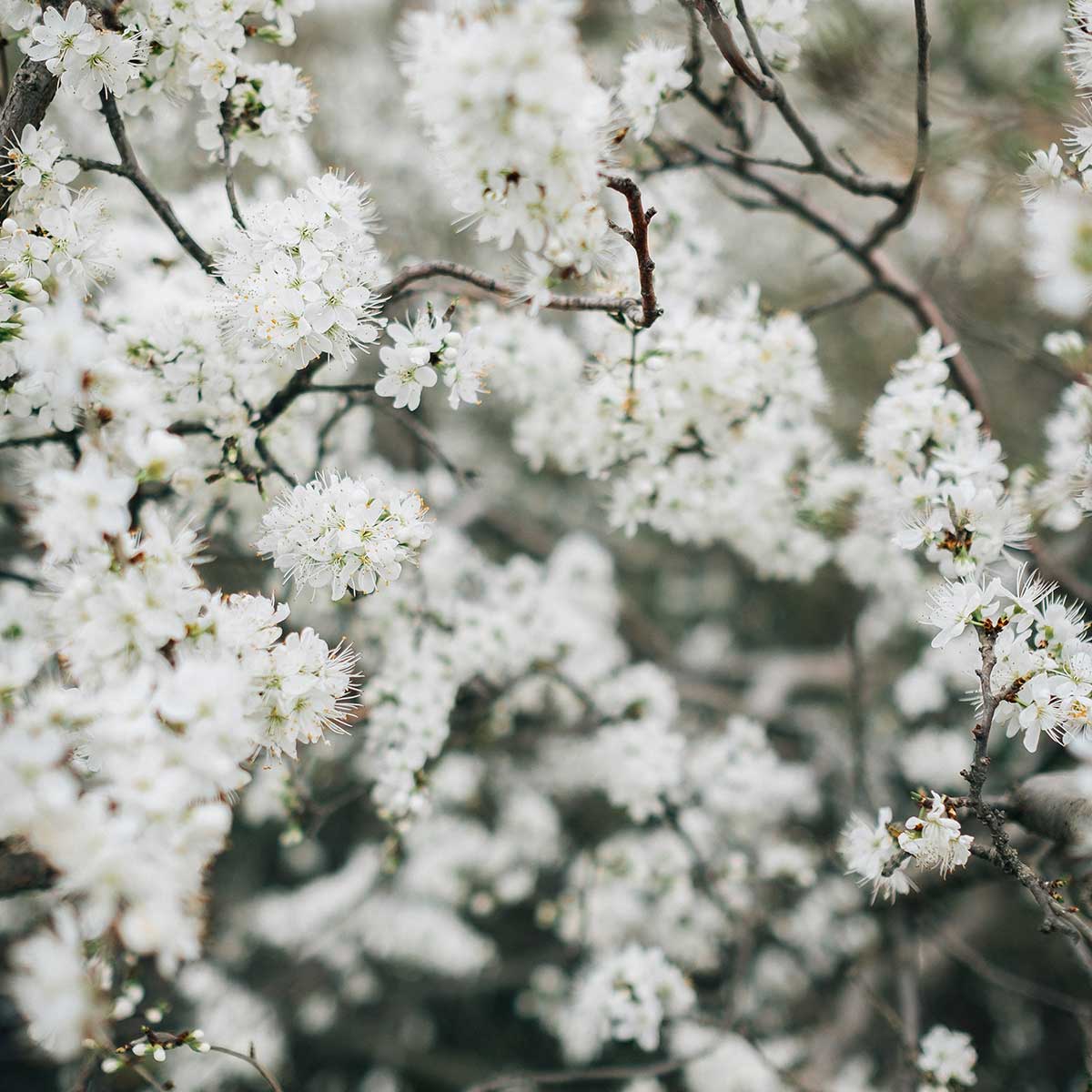 10 Plantas ideales para sembrar en invierno