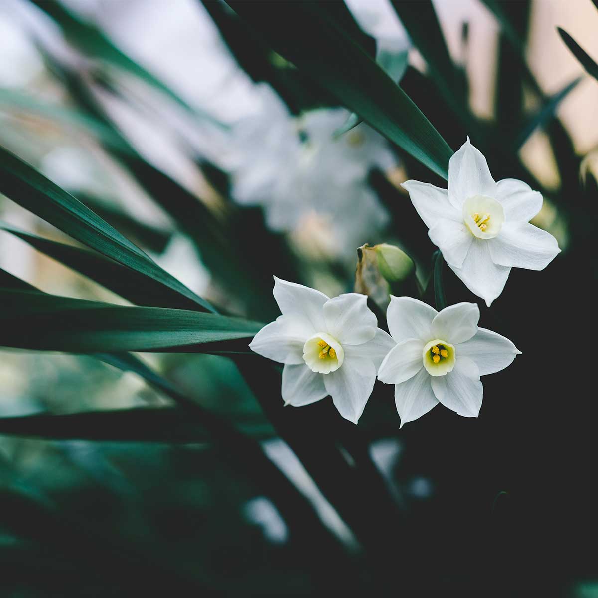 10 plantas ideales para sembrar en invierno