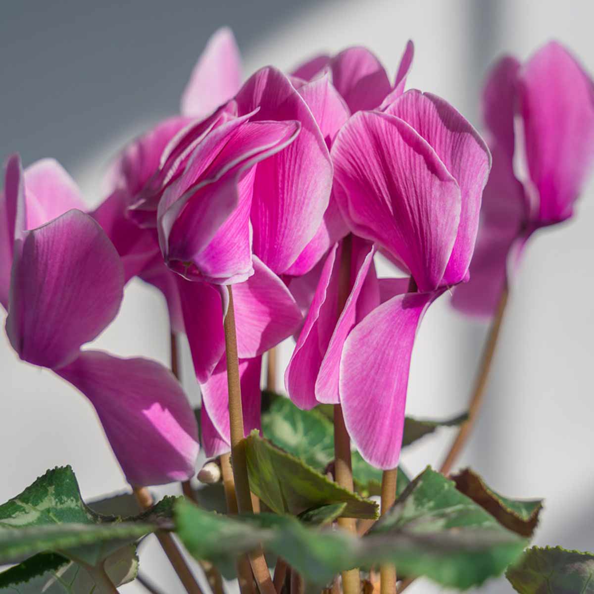 Flores nacionales de Europa (Tercera parte) Cyclamen Flores nacionales de Europa (Tercera parte) Cyclamen