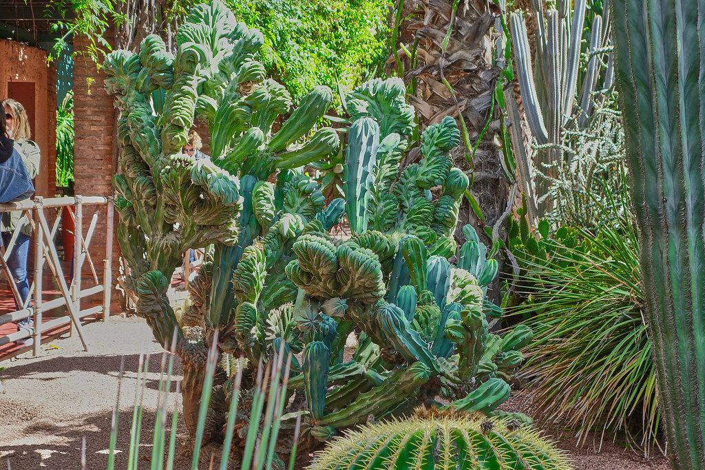 Jardín Majorelle - Madison Cox Jardin Majorelle - Madison Cox