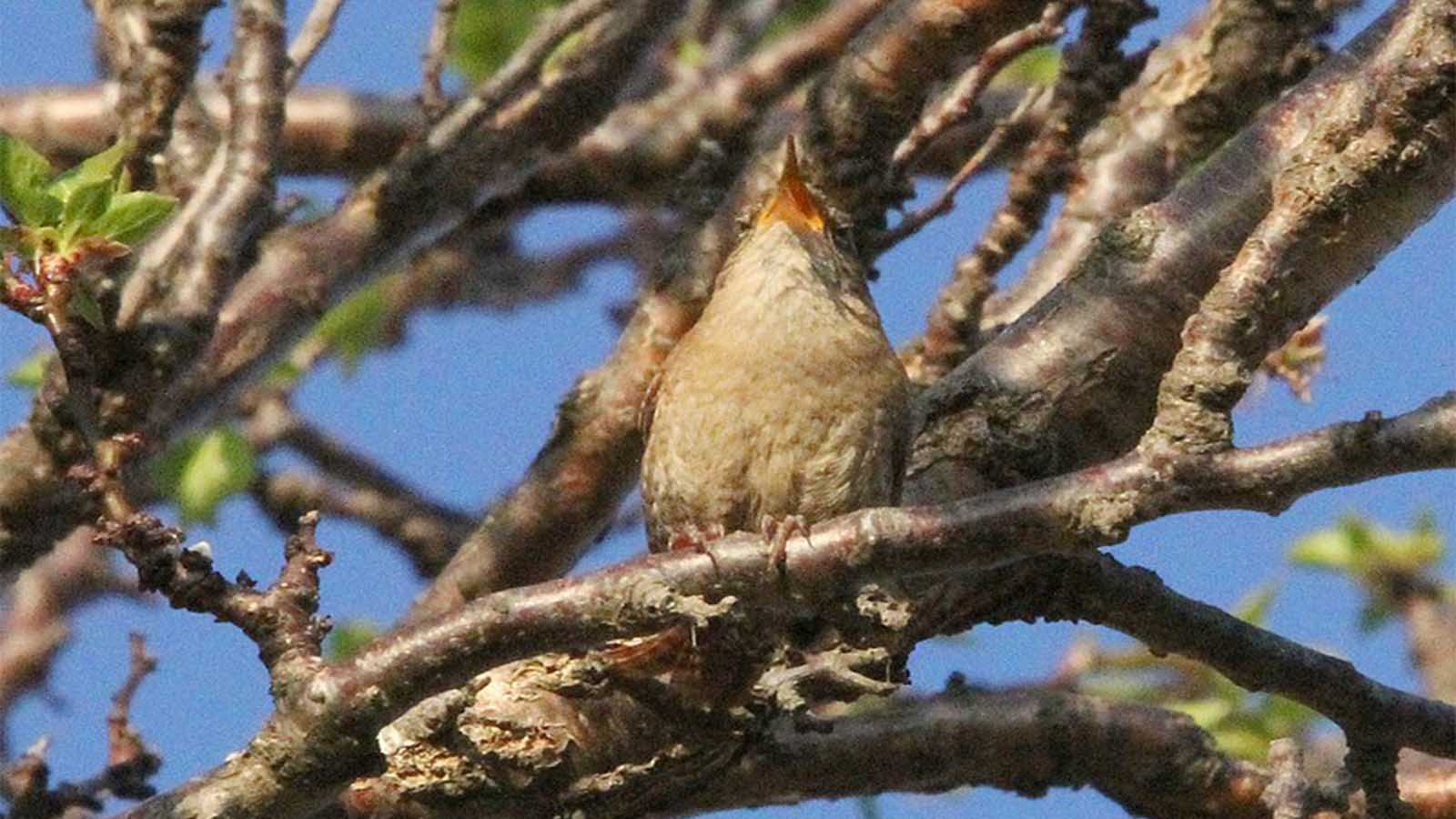 La revolución verde andaluza. Pájaro Trepador de la Sierra Pájaro Trepador de la Sierra
