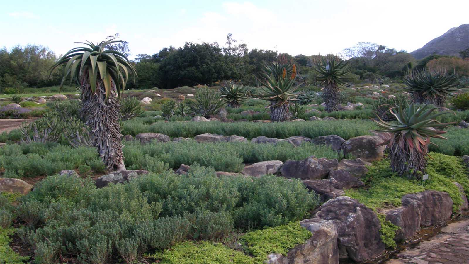 Jardín Botánico Nacional de Kirstenbosch 3 Jardín Botánico Nacional de Kirstenbosch 3