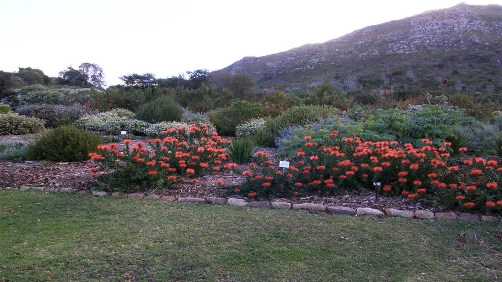 Jardín Botánico Nacional de Kirstenbosch 4 Jardín Botánico Nacional de Kirstenbosch 4