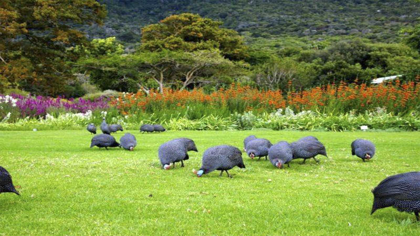Jardín Botánico Nacional de Kirstenbosch 5 Jardín Botánico Nacional de Kirstenbosch 5