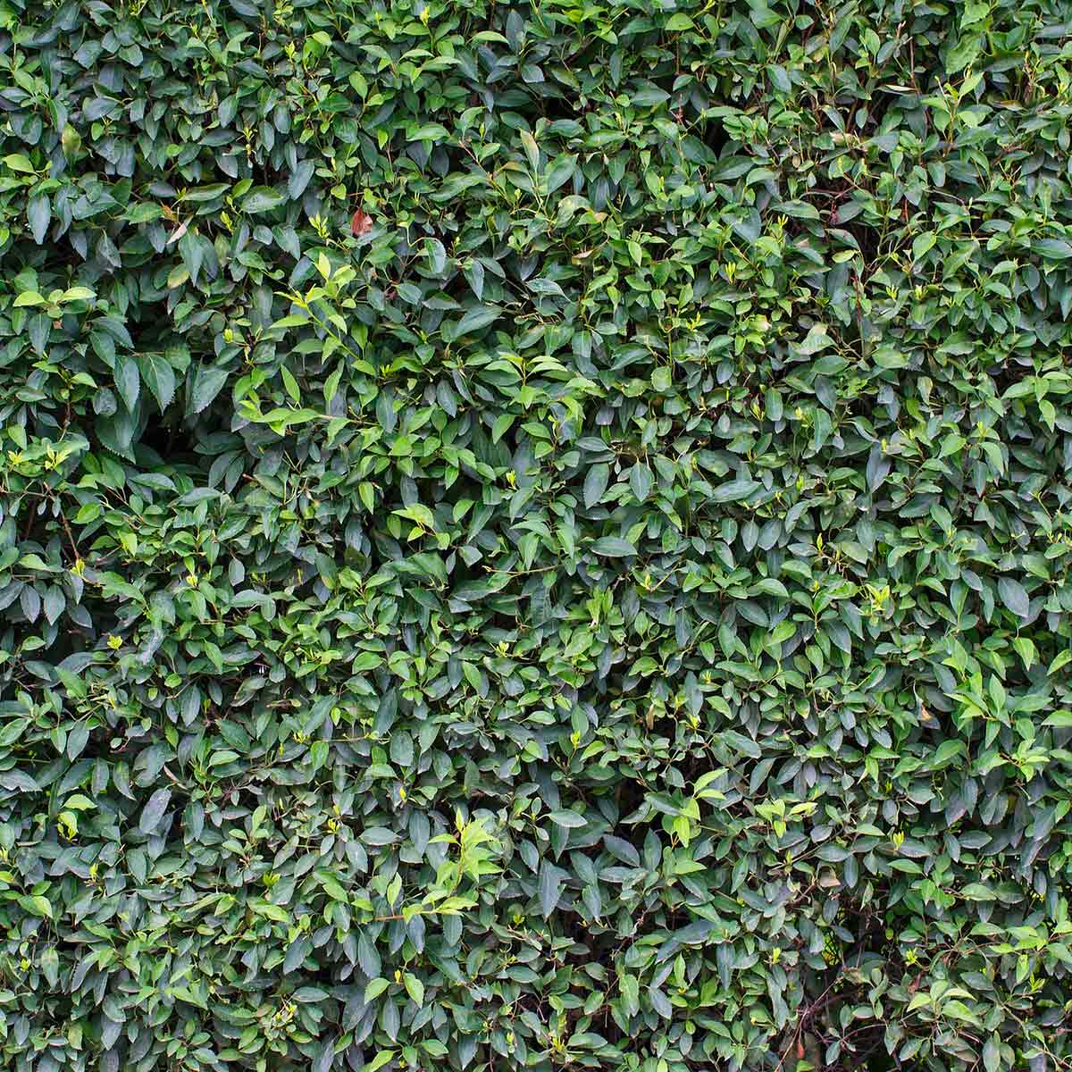 Tendencias de jardines verticales para interiores y exteriores con sistema de fieltro Tendencias de jardines verticales para interiores y exteriores con sistema de fieltro