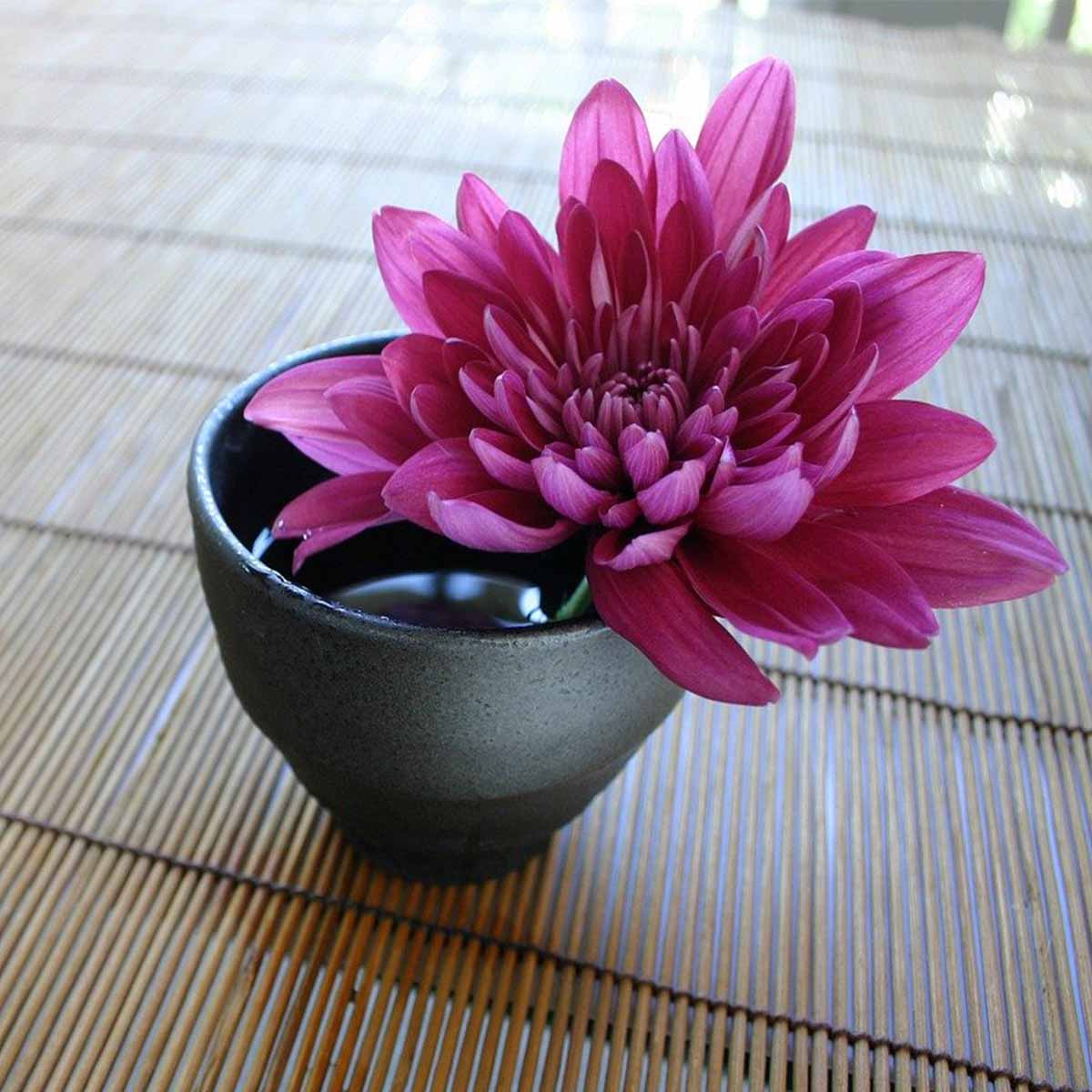 Mejores plantas para San Valentín - Crisantemo Mejores plantas para San Valentín - Crisantemo
