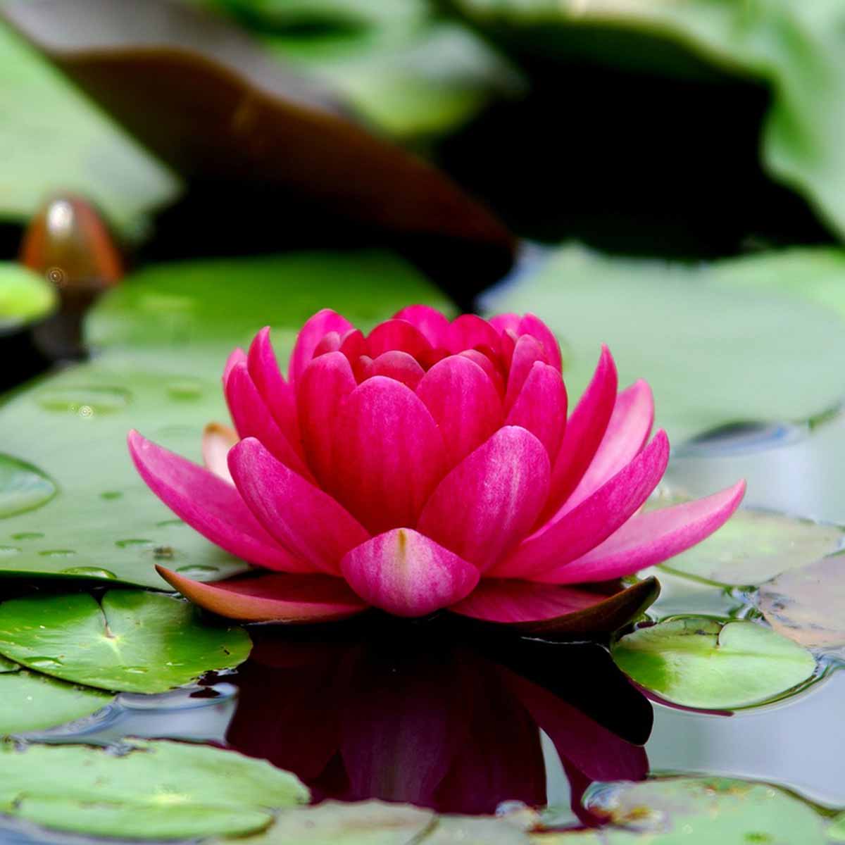 Mejores plantas para San Valentín - Flor de Loto Mejores plantas para San Valentín - Flor de Loto