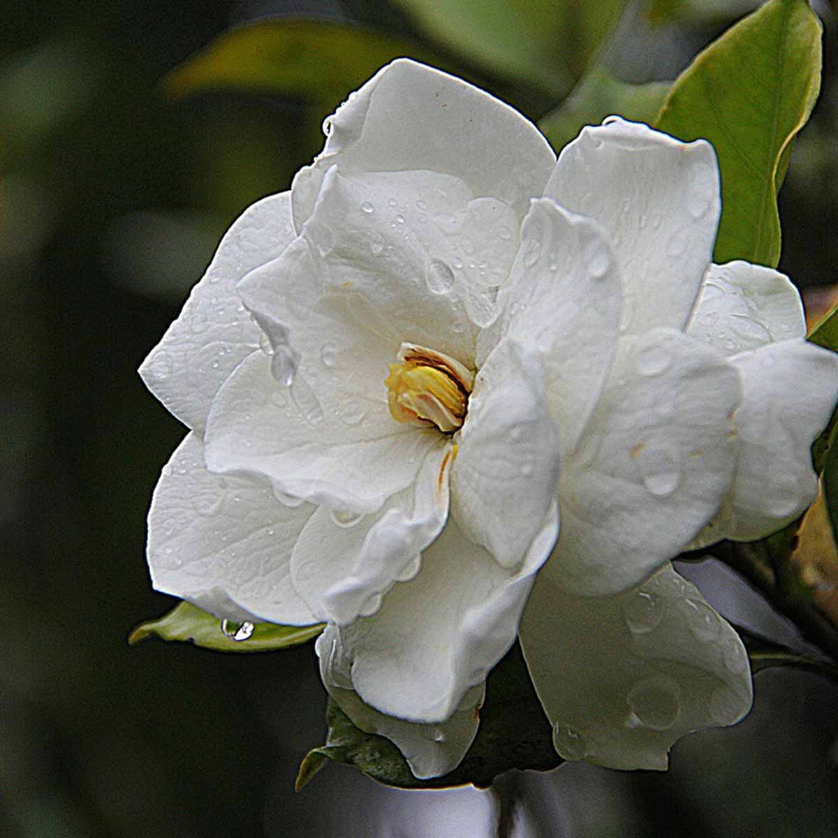 Mejores plantas para San Valentín - Gardenia Mejores plantas para San Valentín - Gardenia