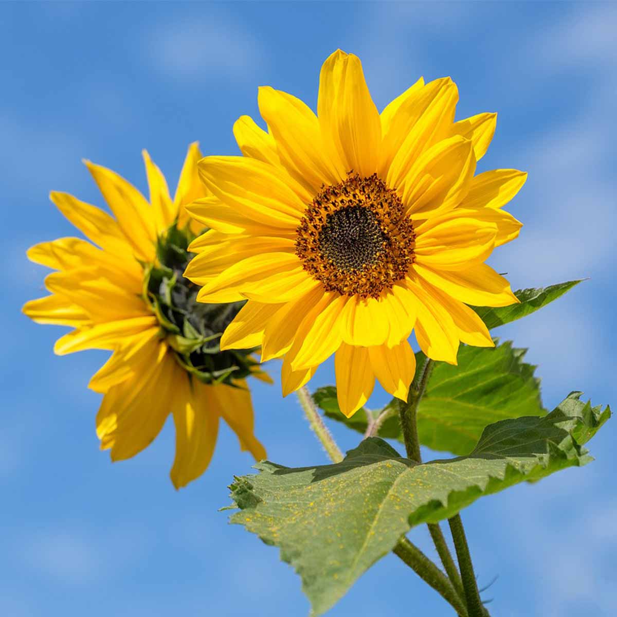 Mejores plantas para San Valentín - Girasol Mejores plantas para San Valentín - Girasol