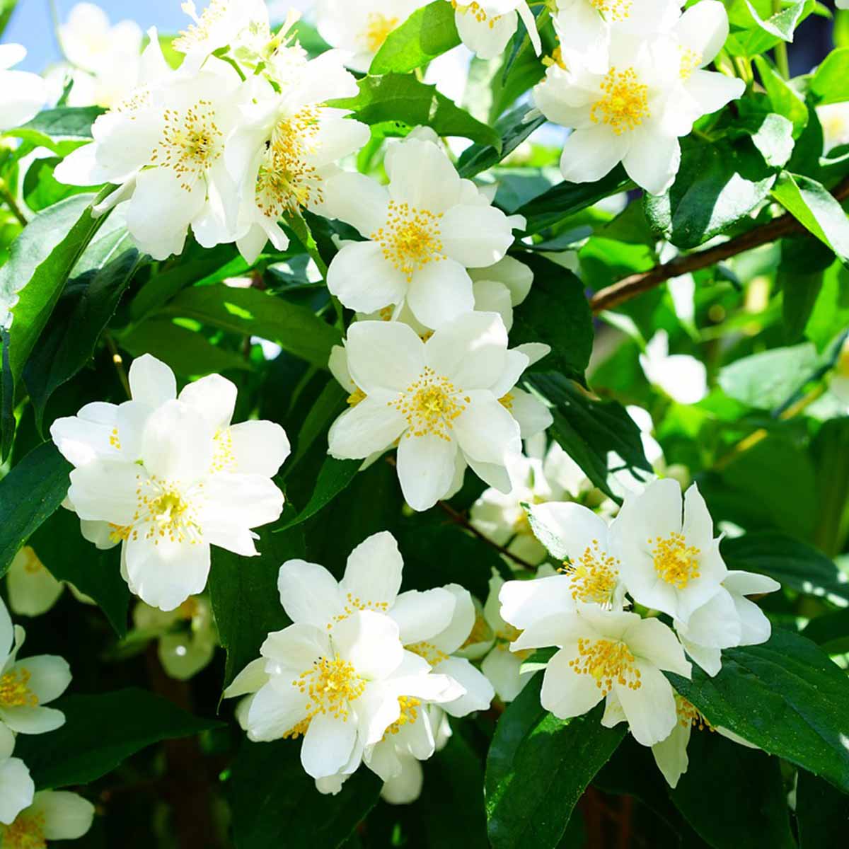 Mejores plantas para San Valentín - Jazmín Mejores plantas para San Valentín - Jazmín
