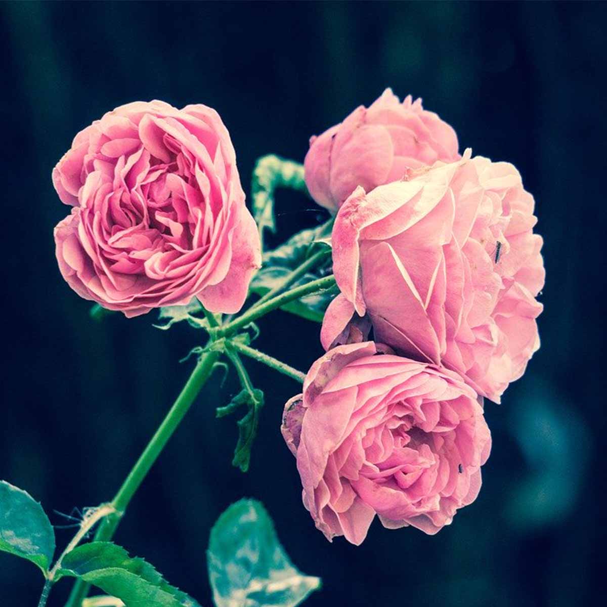 Mejores plantas para San Valentín - Rosas Mejores plantas para San Valentín - Rosas