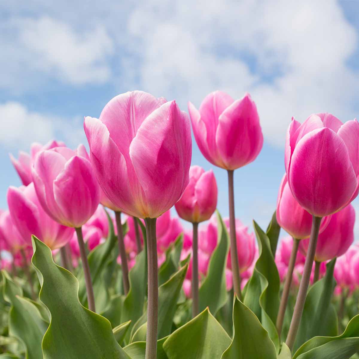 Mejores plantas para San Valentín - Tulipán Mejores plantas para San Valentín - Tulipán