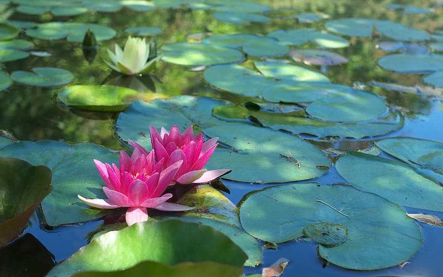 Nenúfares en jardines árabes Nenúfar
