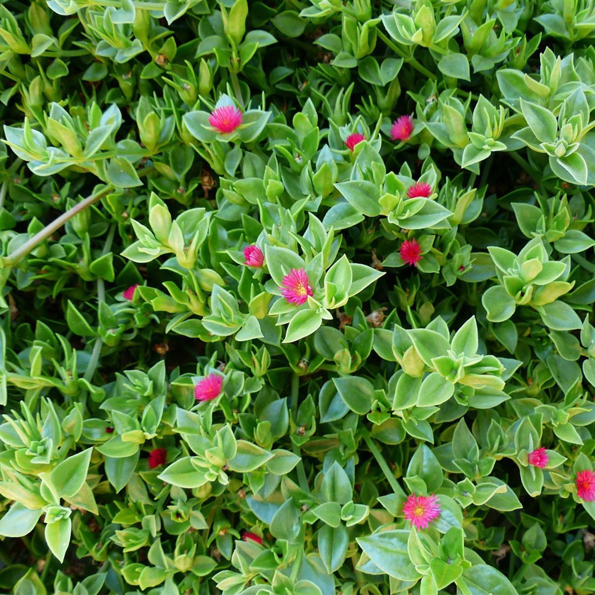 Plantas para jardines mediterráneos - Aptenia cordifolia