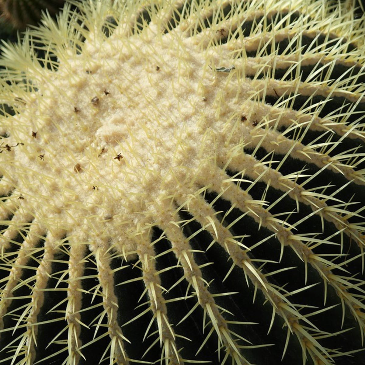 Plantas para jardines mediterráneos - Echinocactus grusonii