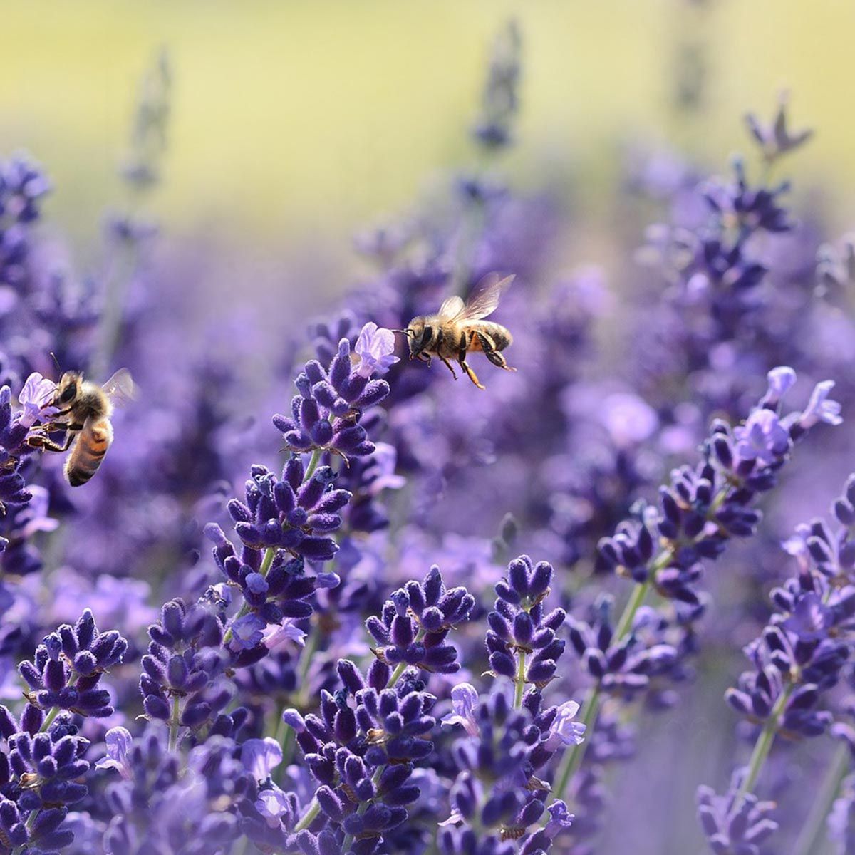 Plantas para jardines mediterráneos - Lavanda