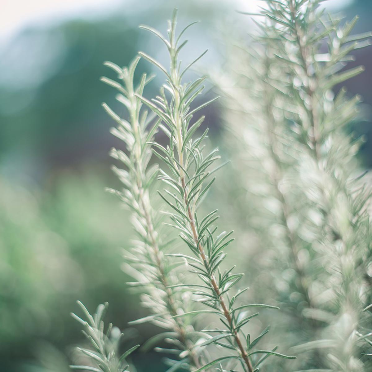 Plantas para jardines mediterráneos - Romero