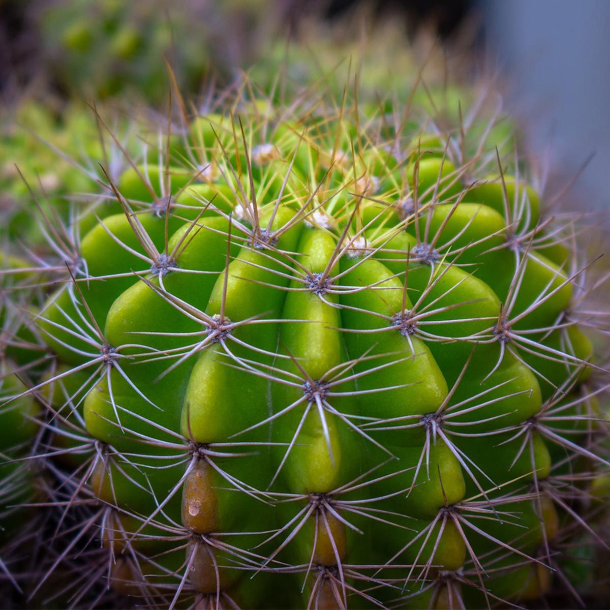 Jardín de secano: cómo crearlo, tips y recomendaciones