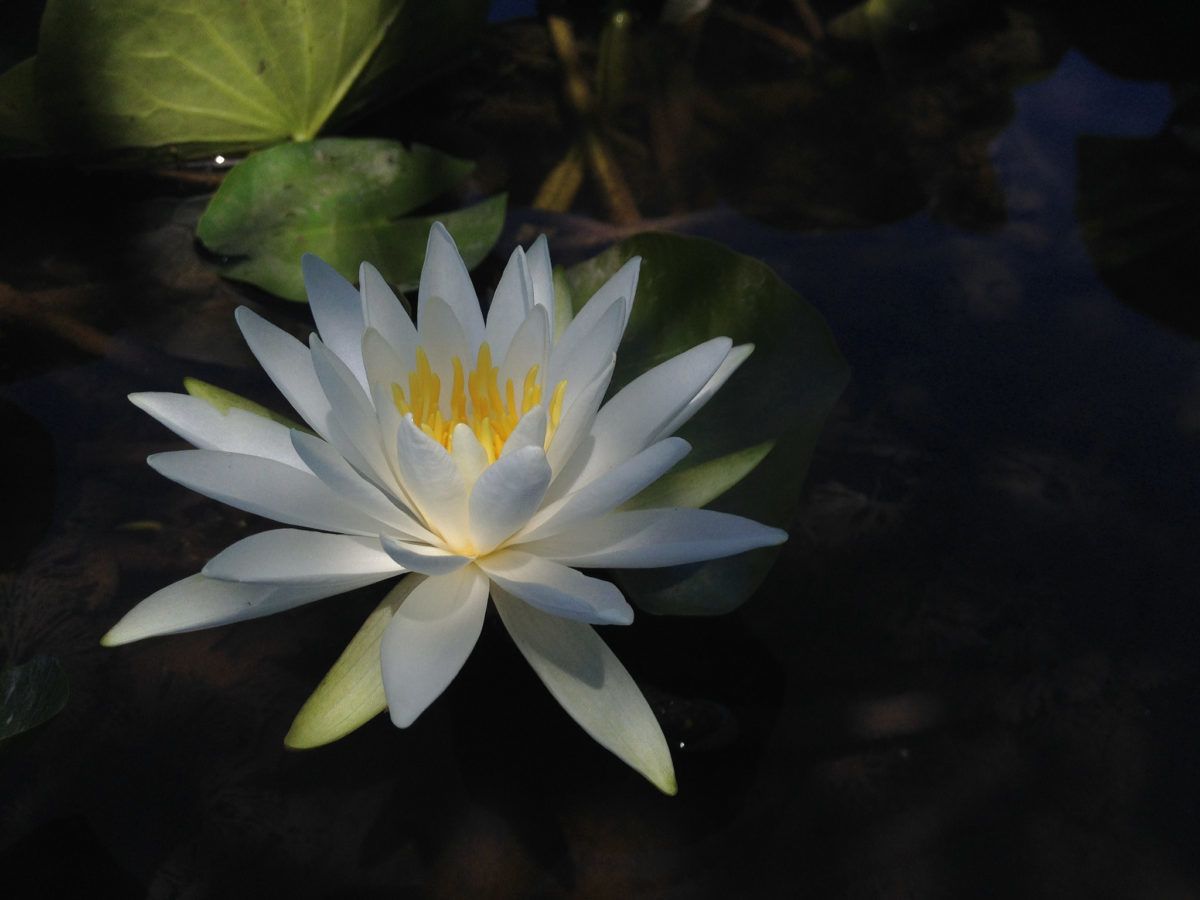 Nymphaea odorata