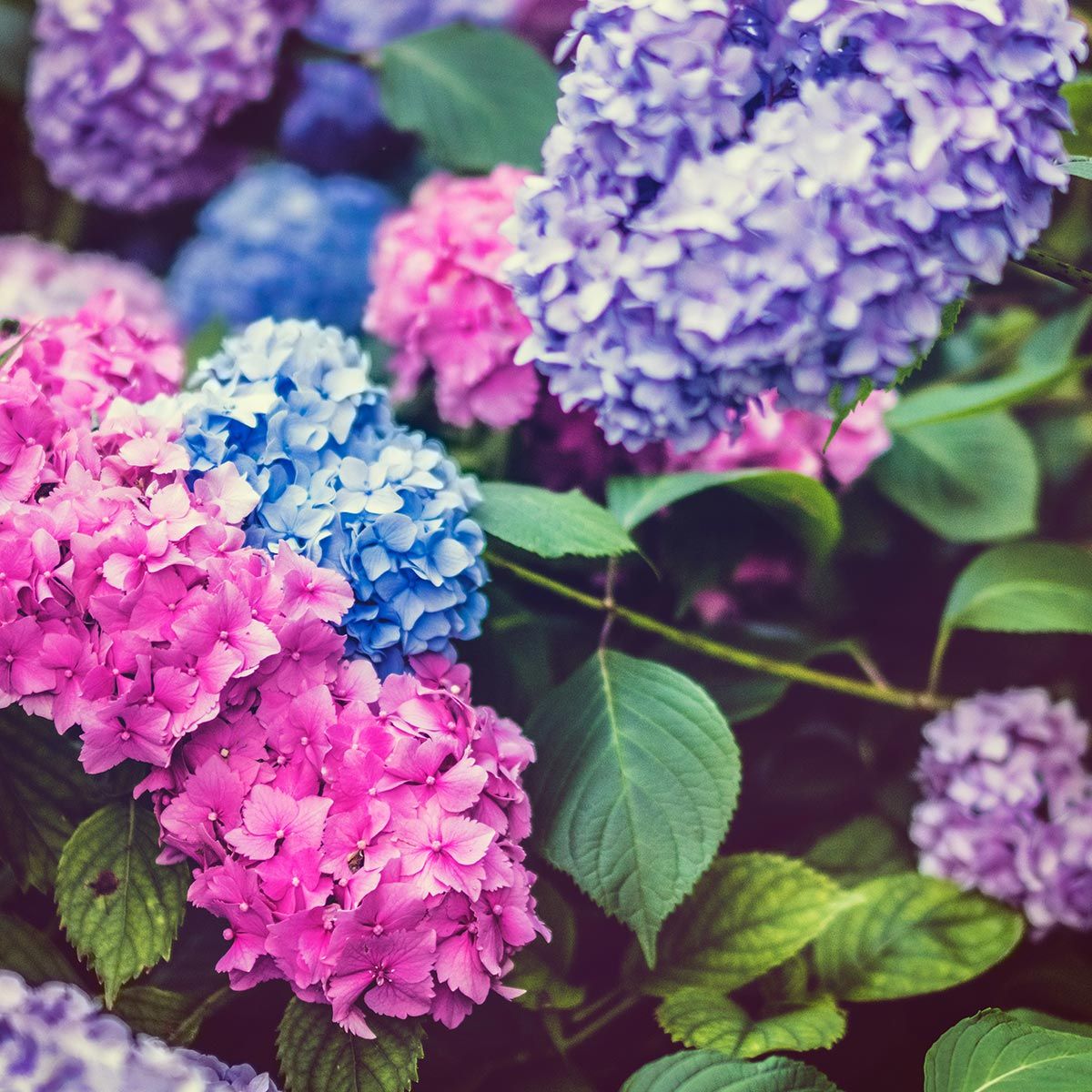 Arbustos florales para jardines residenciales - Hortensia Arbustos florales para jardines residenciales - Hortensia