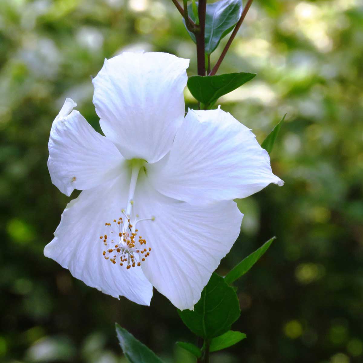 Plantas nacionales del continente asiático - Hibiscus rosa-sinensis Plantas nacionales del continente asiático - Hibiscus rosa-sinensis