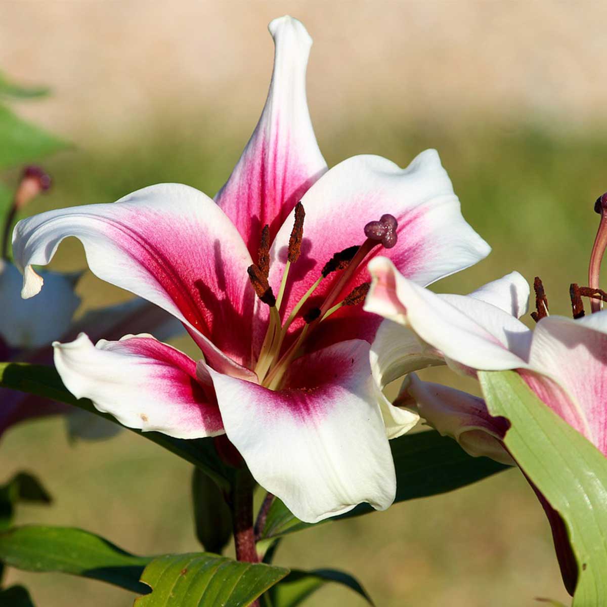Plantas nacionales del continente asiático - Lilium Plantas nacionales del continente asiático - Lilium