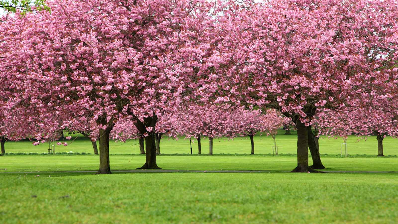 Sakura Sakura