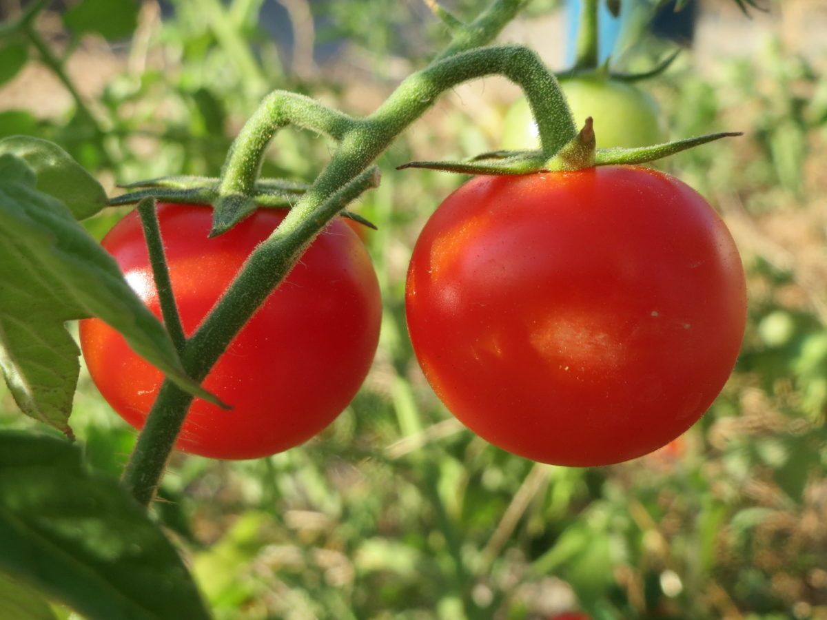 Tomatera (Solanum lycopersicum)