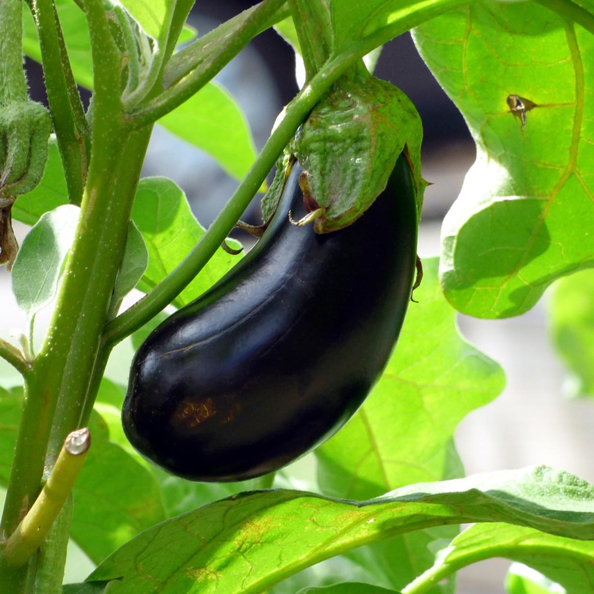 Plantas para sembrar en verano - Berenjena