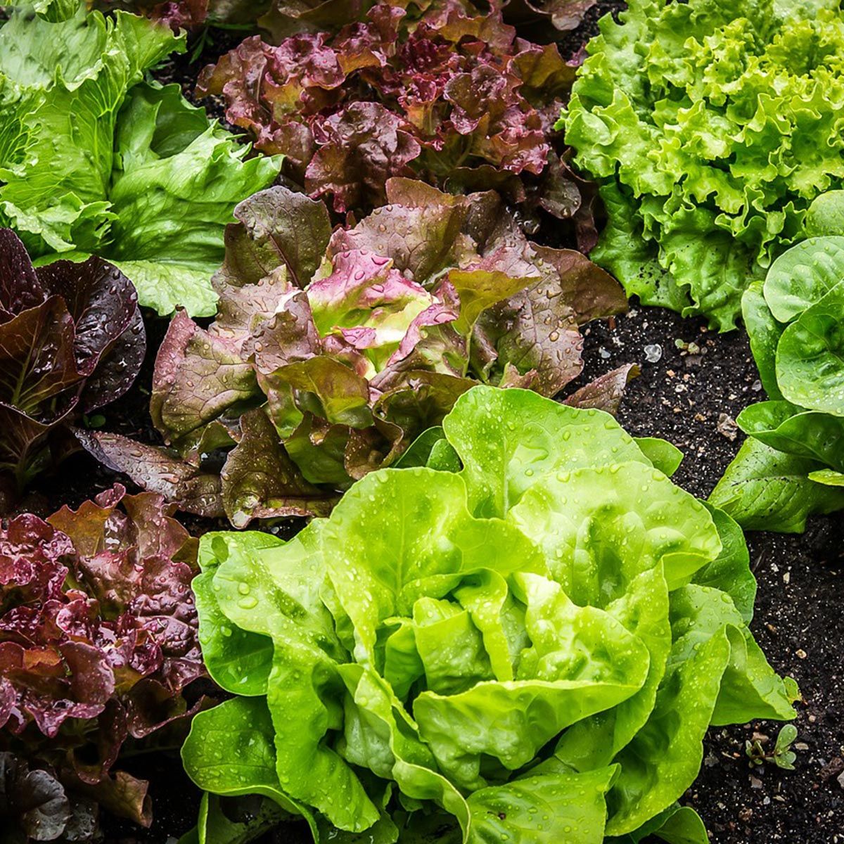 Plantas para sembrar en verano - Lechuga
