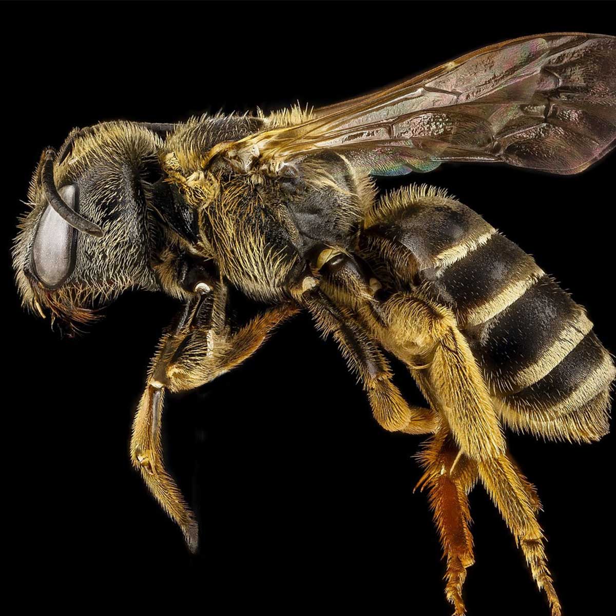 Meliponicultura, una práctica sustentable al rescate de abejas y bosques Meliponicultura, una práctica sustentable al rescate de abejas y bosques