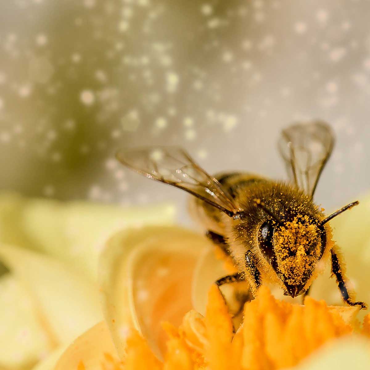 Meliponicultura, una práctica sustentable al rescate de abejas y bosques Meliponicultura, una práctica sustentable al rescate de abejas y bosques