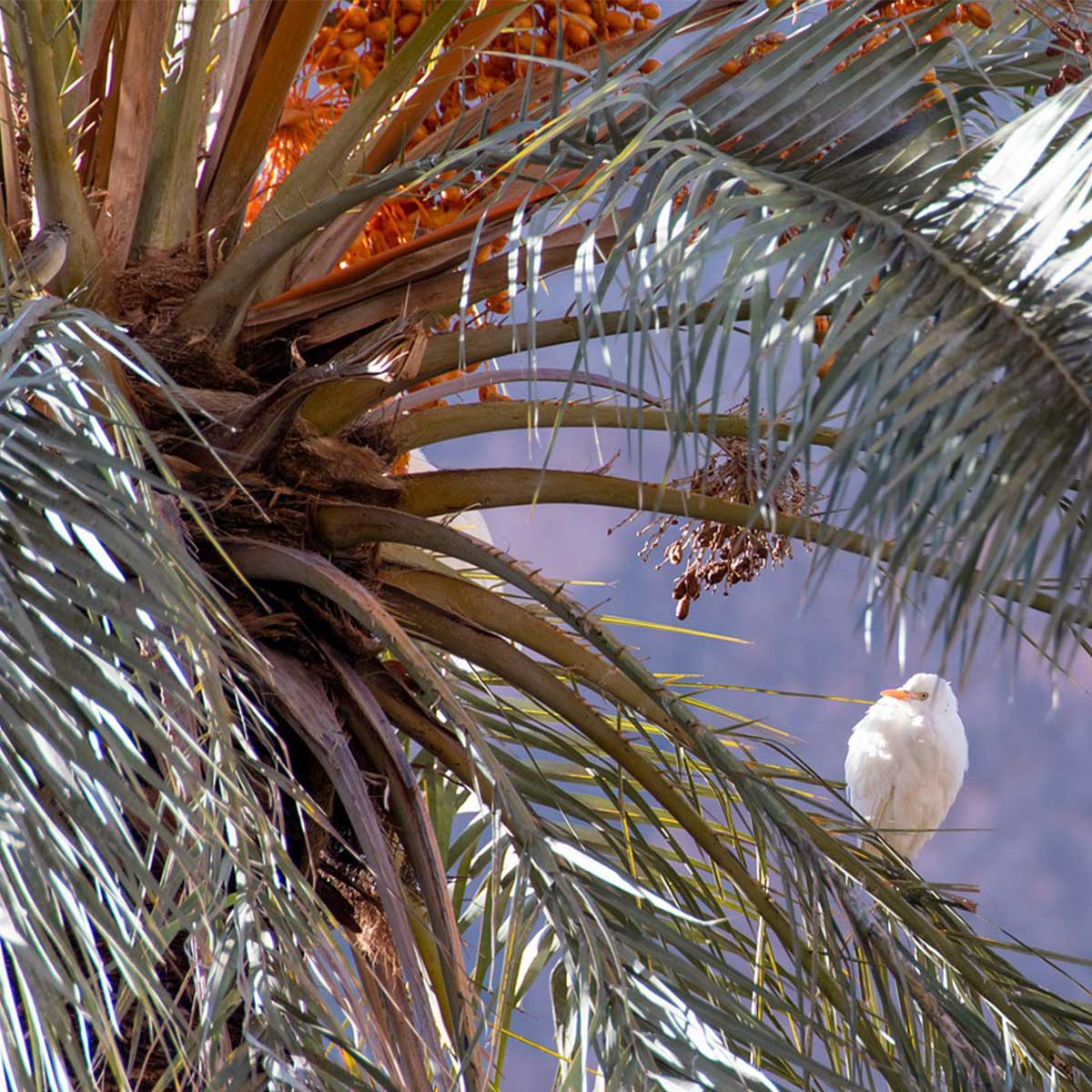 Palma africana: ¿es posible su cultivo con prácticas sustentables? Palma africana: ¿es posible su cultivo con prácticas sustentables?