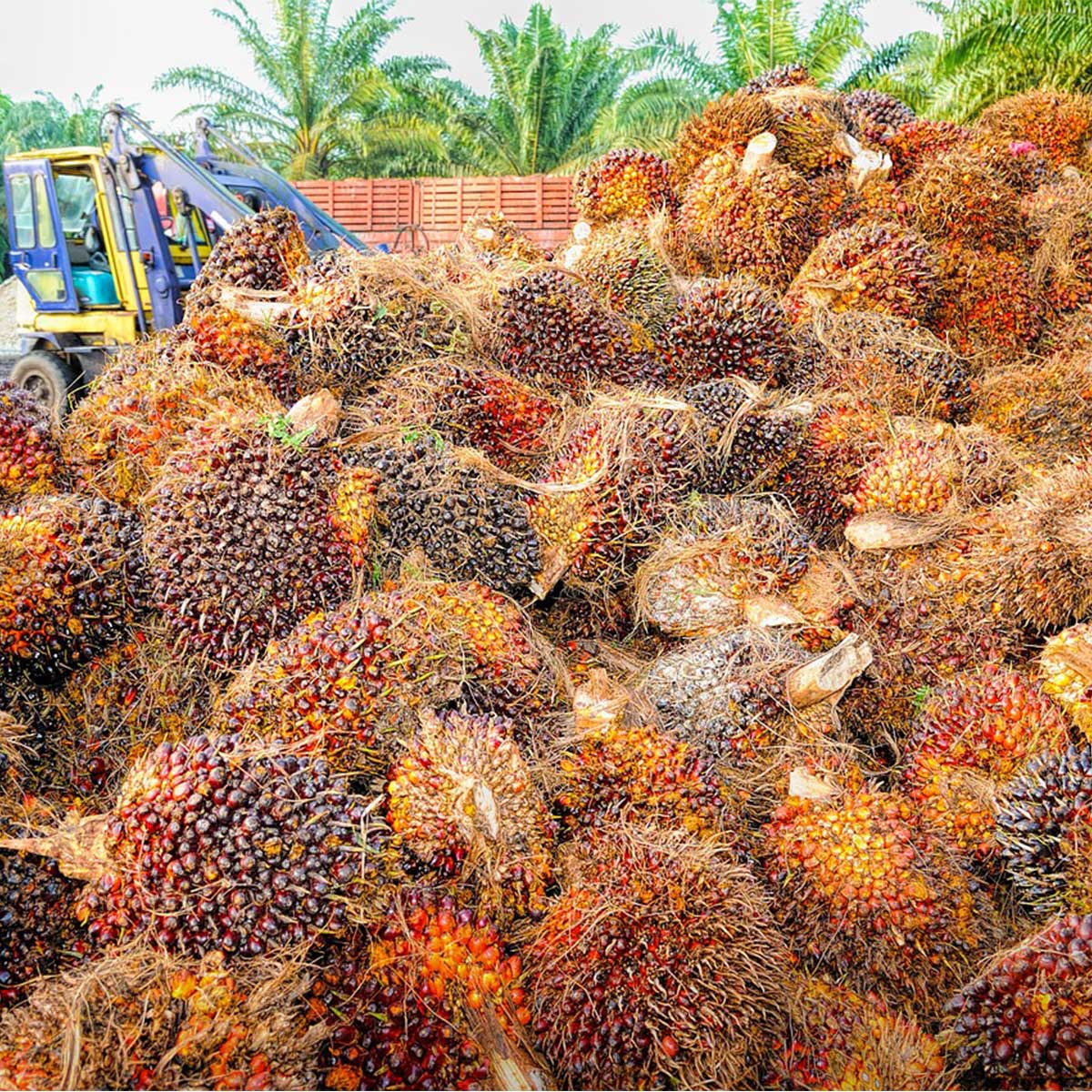 Palma africana: ¿es posible su cultivo con prácticas sustentables? Palma africana: ¿es posible su cultivo con prácticas sustentables?