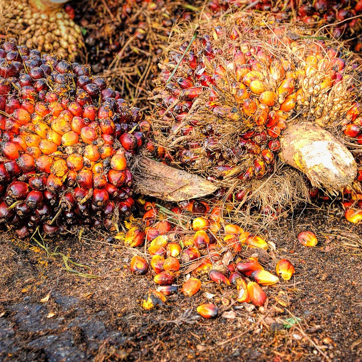 Palma africana: ¿es posible su cultivo con prácticas sustentables? Palma africana: ¿es posible su cultivo con prácticas sustentables?