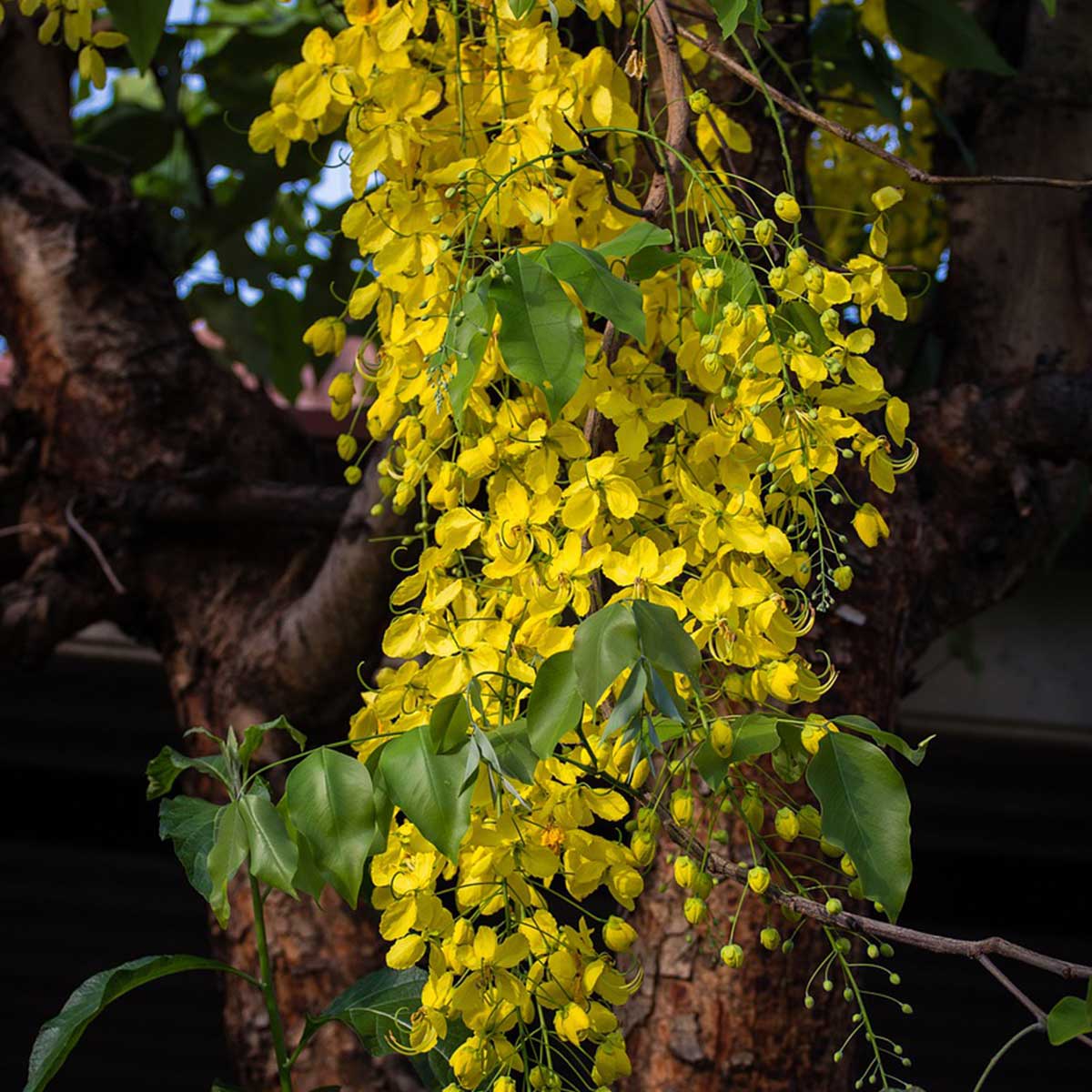 Plantas nacionales del territorio asiático - Cassia fistula Plantas nacionales del territorio asiático - Cassia fistula