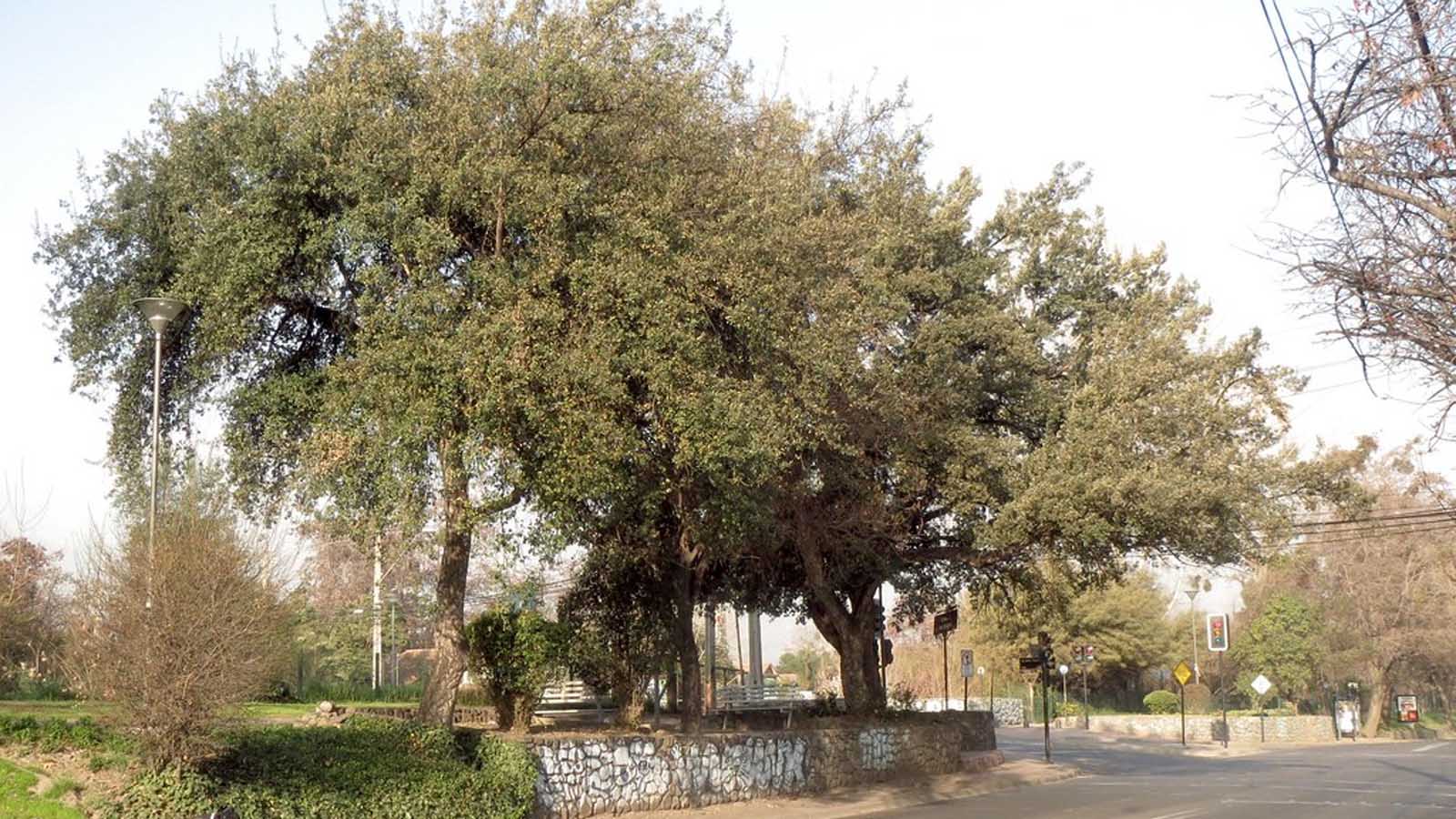 Árboles Alcornoques Alcornoques