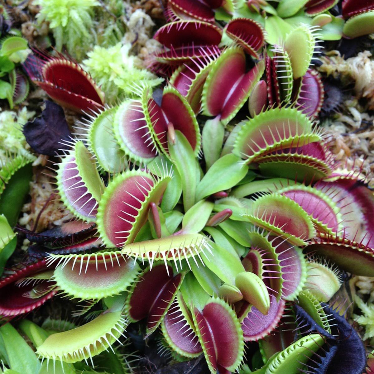 Plantas carnívoras ornamentales para tu jardín - Dionaea muscipula Plantas carnívoras ornamentales para tu jardín - Dionaea muscipula