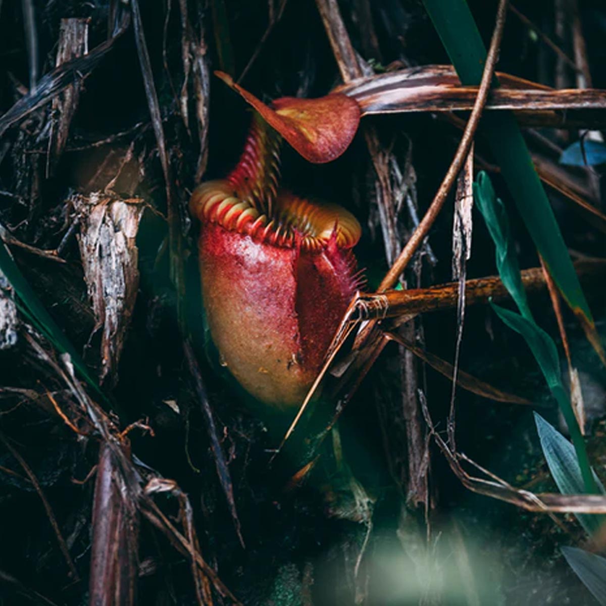 Plantas carnívoras ornamentales para tu jardín - Nepenthes bicalcaratan Plantas carnívoras ornamentales para tu jardín - Nepenthes bicalcaratan