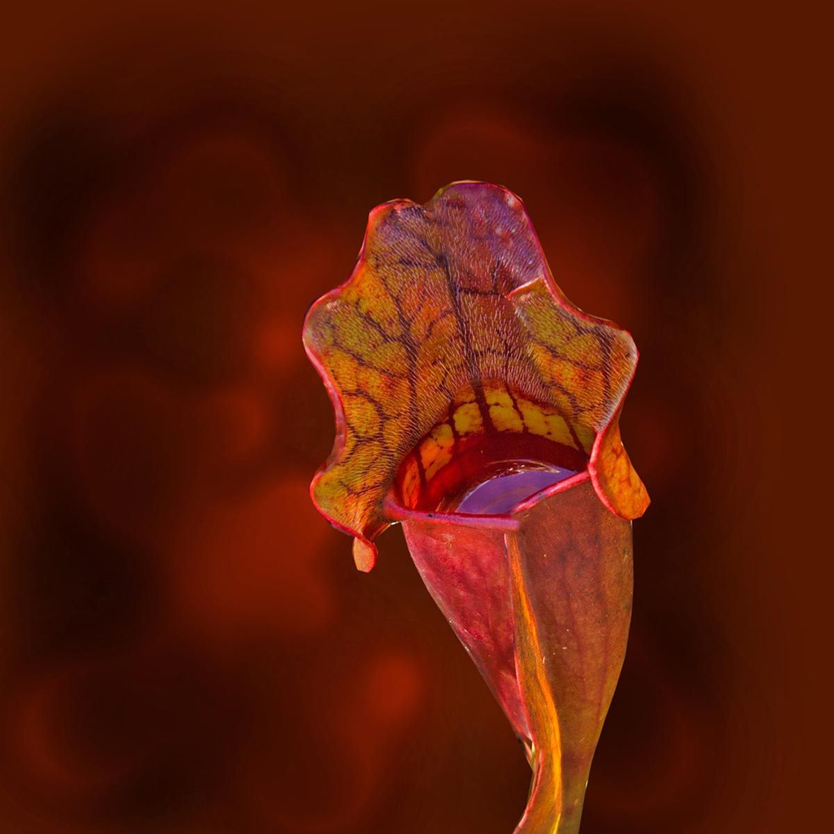Plantas carnívoras ornamentales para tu jardín - Sarracenia purpurea Plantas carnívoras ornamentales para tu jardín - Sarracenia purpurea