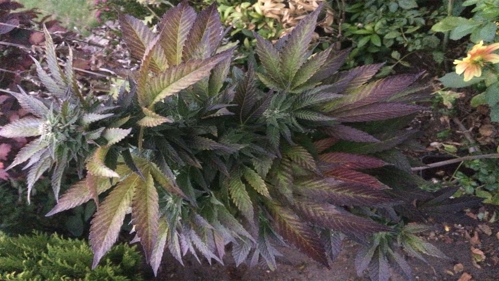 Plantas ornamentales para jardines tropicales - Ayahuasca Ayahuasca