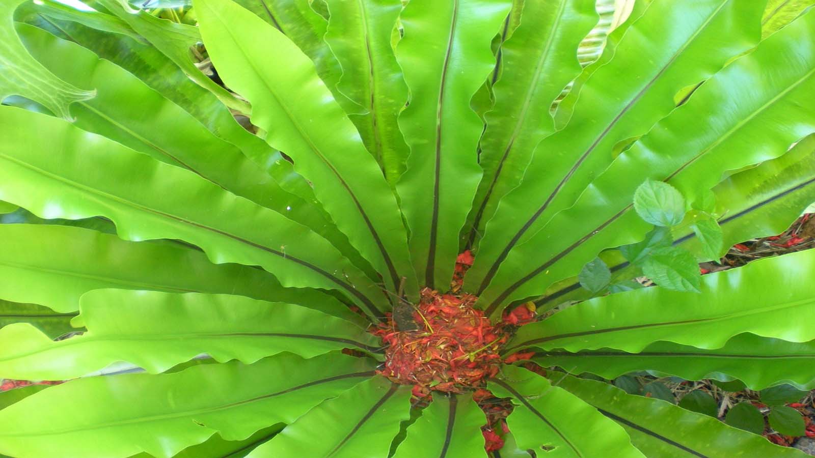 Plantas ornamentales para jardines tropicales - Helecho nido de ave Helecho nido de ave