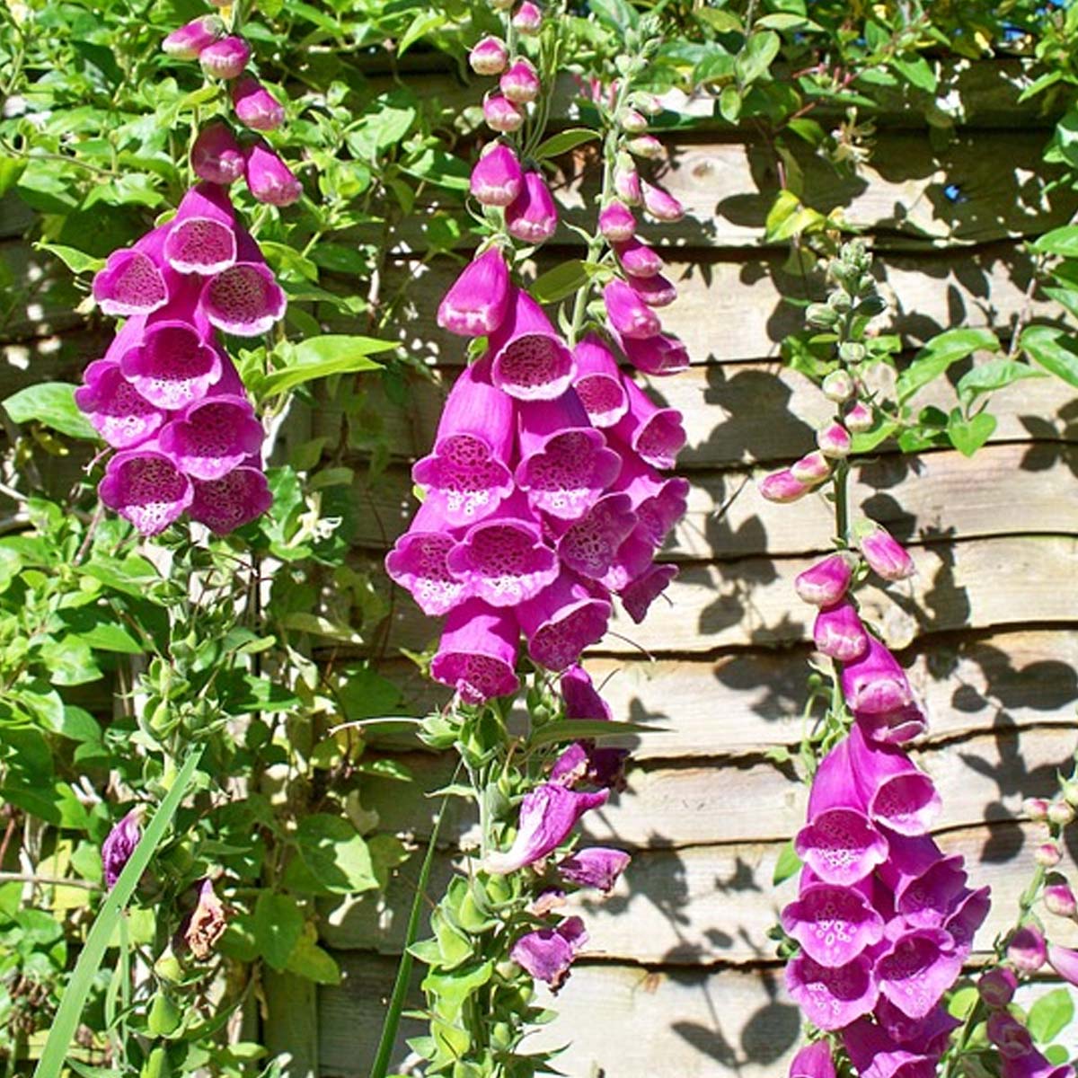 Jardín inglés: Características, cuidados y tips para construirlo Jardín inglés: Características, cuidados y tips para construirlo